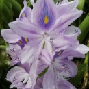 a purple flower
