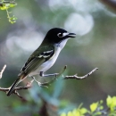 A single black-capped vireo sits on a tree branch
