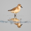 An image of a shorebird standing in very shallow water. 