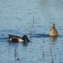 An image of a male and female Northern Shoveler feeding in water.