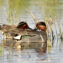 A pair of ducks preen in water among grasses.