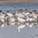 Flock of snow geese on a wetland.
