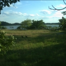 Image of meadow with water in the background and turkeys in the foreground