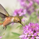 Rufus Hummingbird with flower