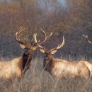 Three bull tule elk standing in a grassland.