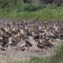 A flock of greater white-fronted geese standing on a levee.