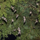 Gray bats flying under tree canopy outside of Sauta Cave