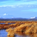 Picture of Tule Lake wetlands looking west with Mt. Shasta in the background