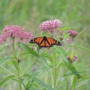 A monarch butterfly rests with its wings open on a swamp milkweed, which is a light pink flower.