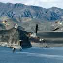 A group of large, white pelicans fly over a lake surrounded by desert mountains. 