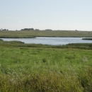 Waterfowl on a pond in the Prairie Pothole Region