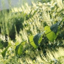 Japanese knotweed branch and flowers