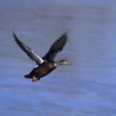 An American black duck flies just over the surface of blue water