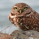 Burrowing owl