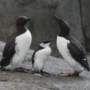 Common Murre Chick Standing Between Two Adults