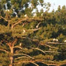 Active Rookery on Cypress