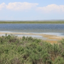 A prairie lake with shrubs growing on shore in the foreground
