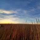 A sunlit bright blue sky over tall prairie grasses