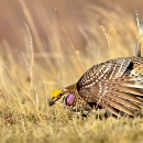 Two sharptailed grouse displaying on a lek