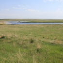 prairie wetland with grass in foreground