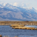 a marsh with birds flying and snow capped mountains in the background
