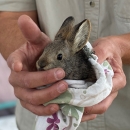 A small gray rabbit held in a floral print pillowcase by two hands