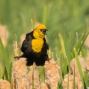 Yellow-Headed Black Bird sitting on Cattails