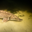 Gulf sturgeon resting on river bottom