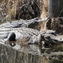 Two large American alligators lying with heads up on bank at Santee NWR