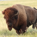 Bison at Fort Niobrara 