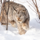 lynx wanders in snow