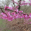 Budding Redbud 