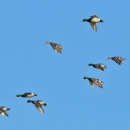 flock of flying mallard ducks dropping in to land