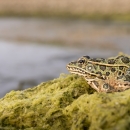 frog on mossy bank