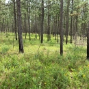 Long-leaf pine forest.
