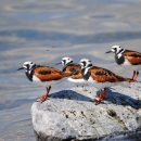 A group of 4 ruddy turnstones standing on a rock at the waters edge.