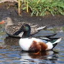 pair of northern shovelers wading in shallow water