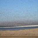 large flock of snow geese