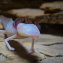 A small, translucent and eyeless salamander walks toward camera.