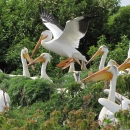 a group of white pelicans on a nesting island