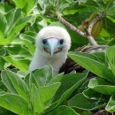 A red-footed booby pokes its head out from green bushes