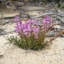 An image of a plant with vivid pink blooms.