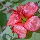 Koʻoola ʻula, a pink flower sits amongst green leaves