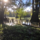 A flooded bottomland forest with spires of cypress knees jutting from  water and sun glinting on water