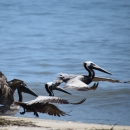 A group of brown belicans landing on the beach