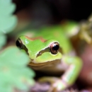 A Pacific Chorus Frog peek out from behind a green leaf