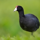 A small, round black bird with a red spot on its forehead 