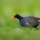 A small, round black bird with a red beak and crown walking through grass. The bird is calling out.
