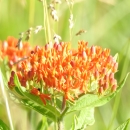 An image of butterflyweed blooming bright orange 