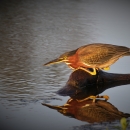 An image of a green heron crouching on a log.